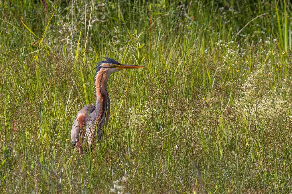 IMG_4827-Avec accentuation-Bruit-Modifier-1.jpg