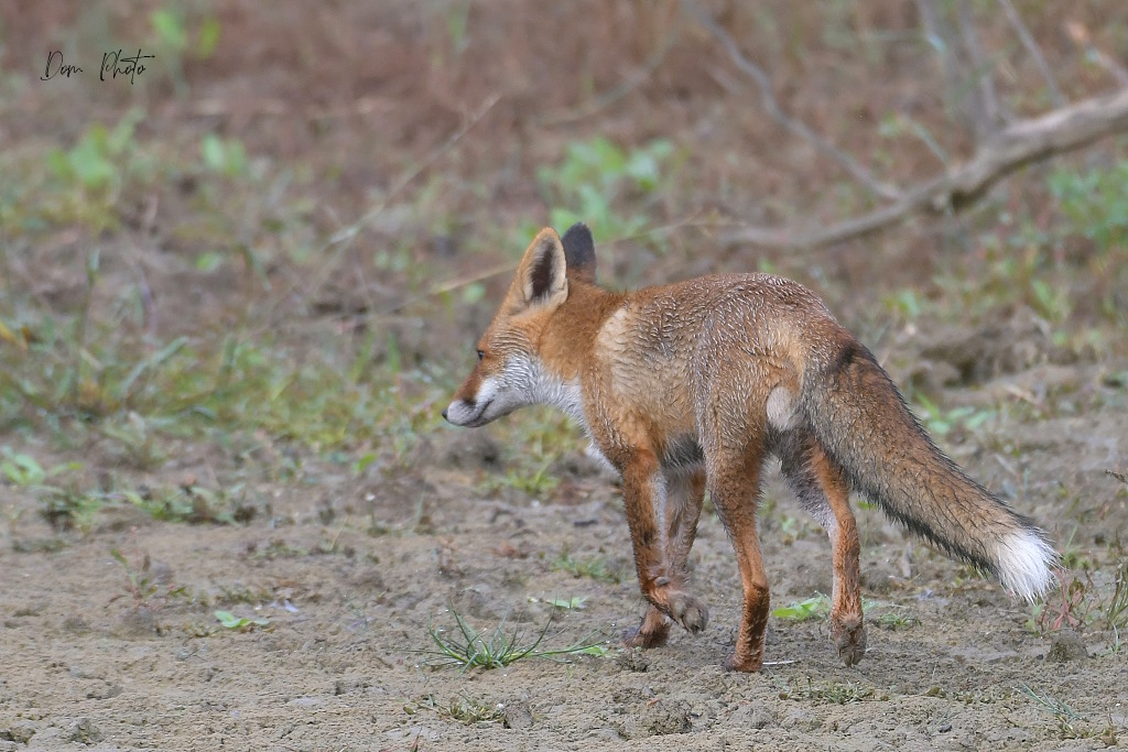 DSC_3793IN.jpg