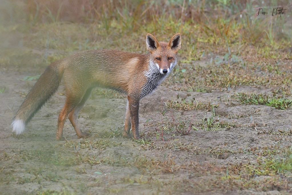 DSC_3790-002IN.jpg
