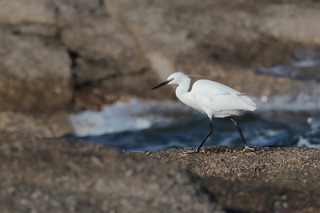 Aigrette garzette 8.JPG