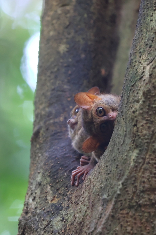 I&N Tarsier spectre - Eastern Tarsius.JPG