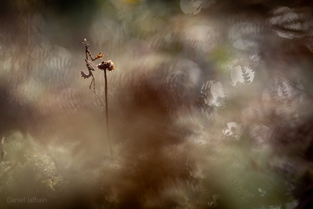 Image et Nature-1-89.jpg