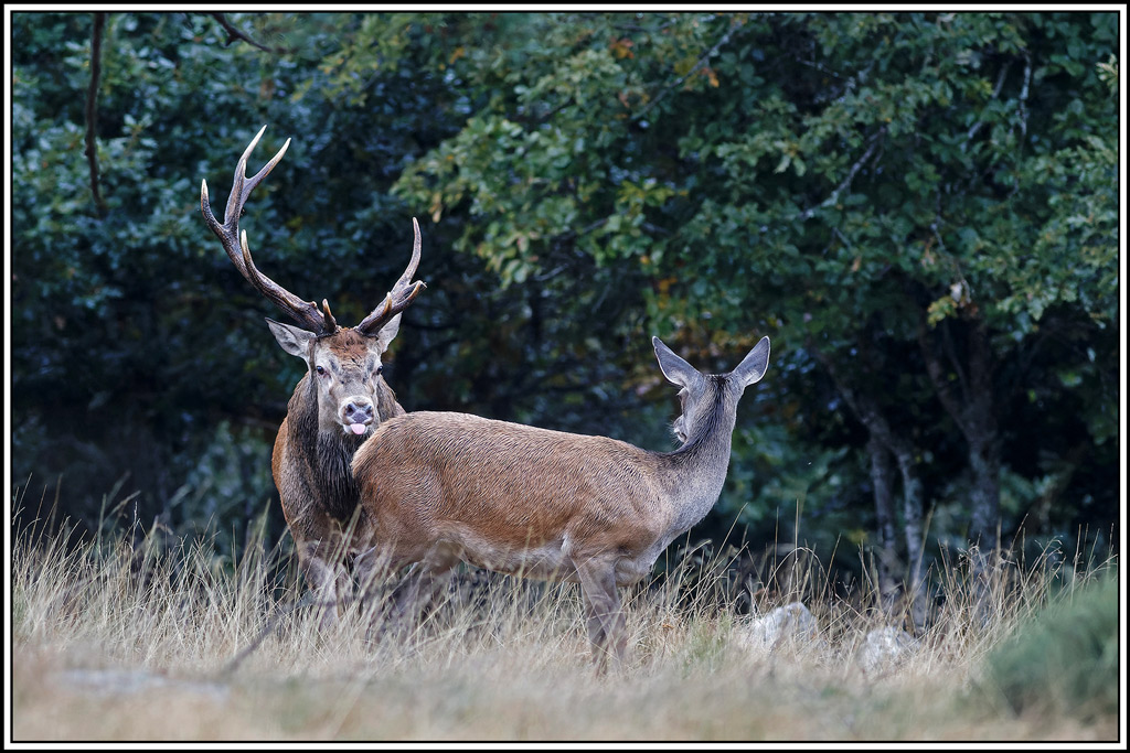 cerf(8532).jpg