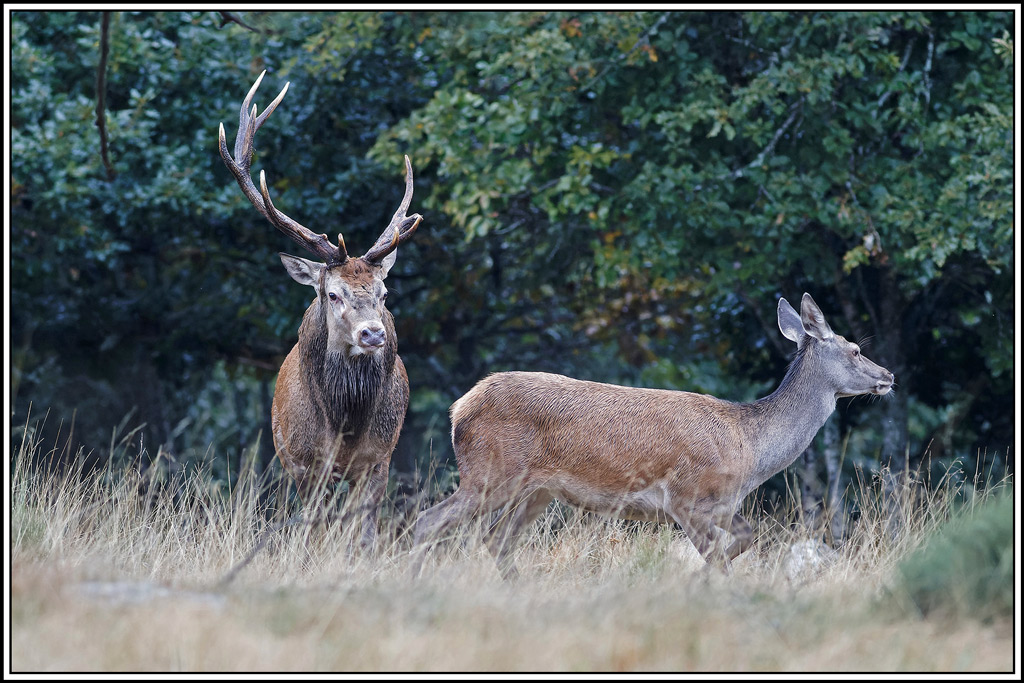 cerf(8534).jpg