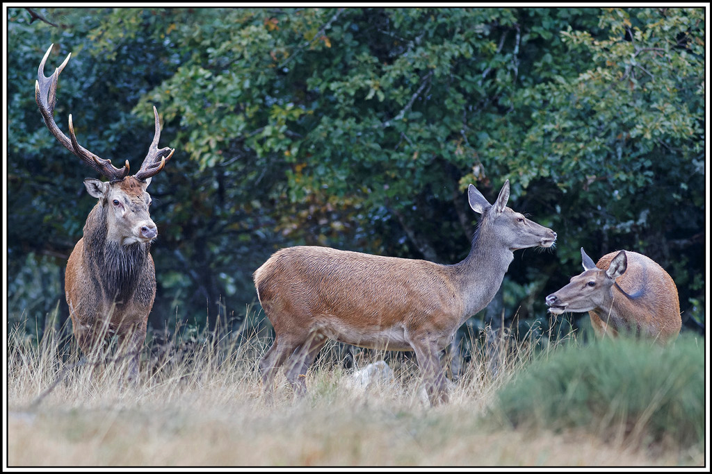 cerf(8536).jpg