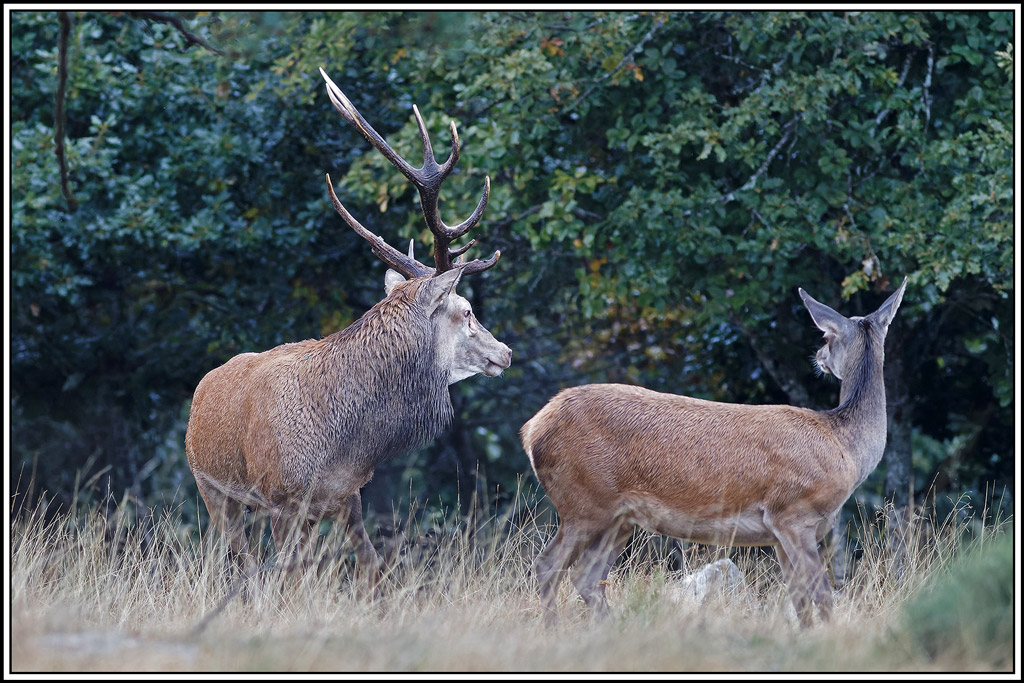 cerf(8540).jpg