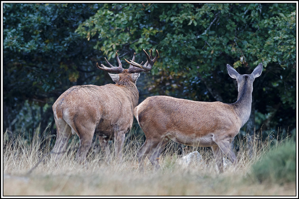 cerf(8545).jpg