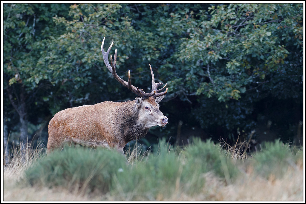 cerf(8595).jpg
