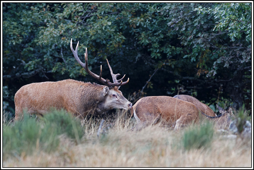 cerf(8599).jpg