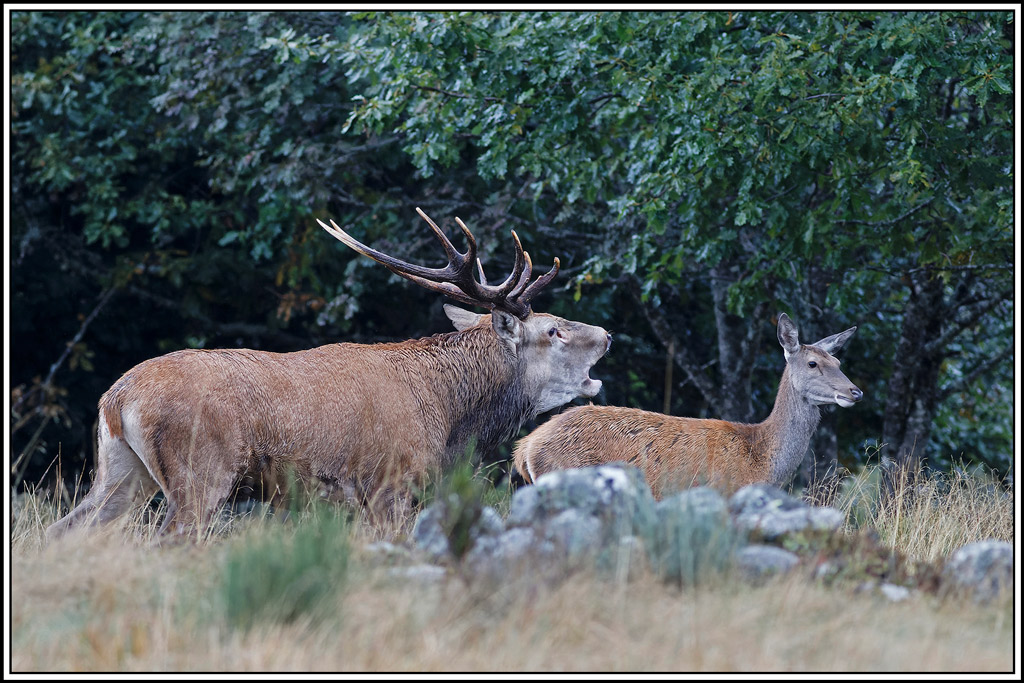 cerf(8603).jpg
