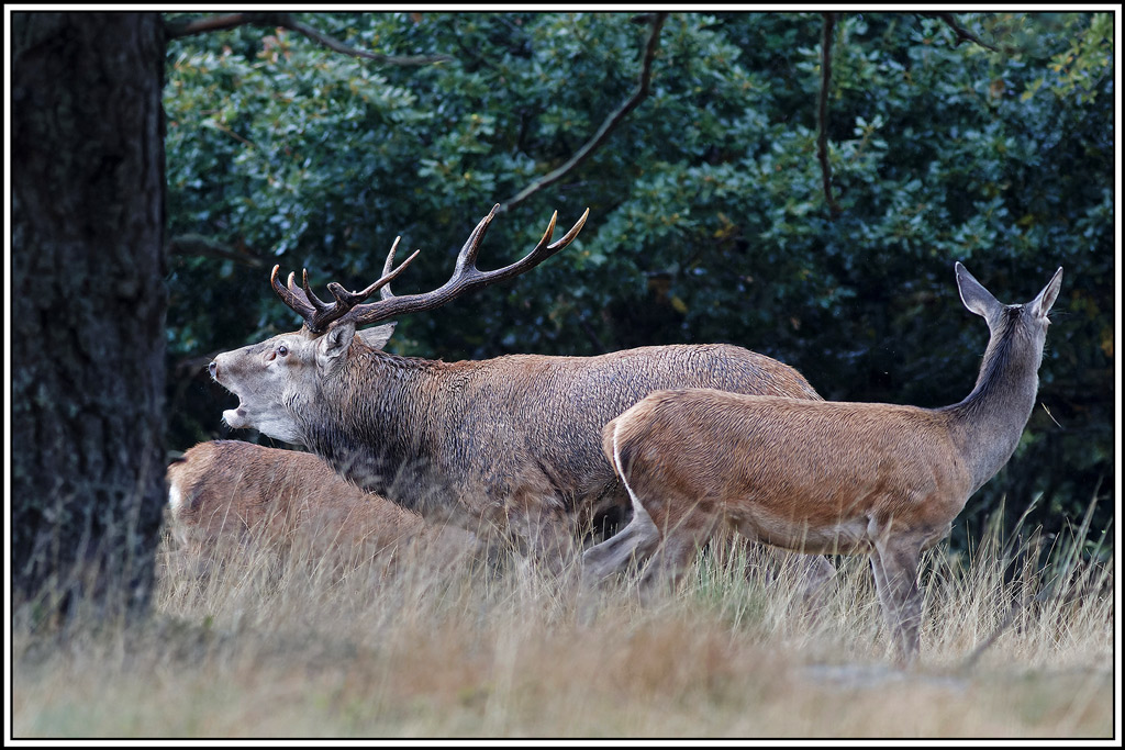 cerf(8609).jpg