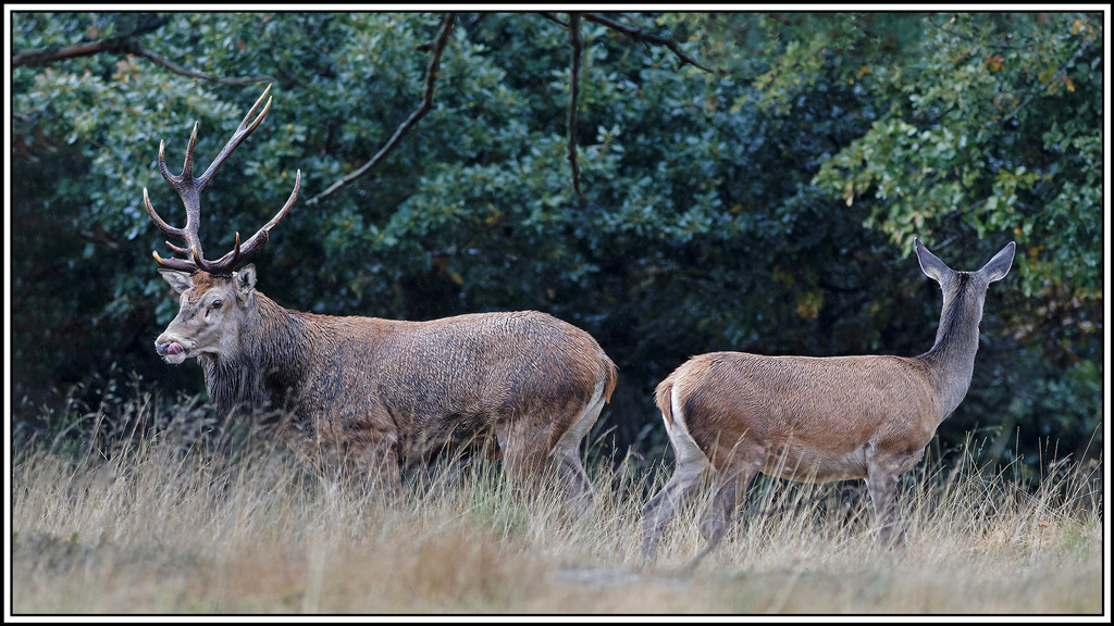 cerf(8611).jpg