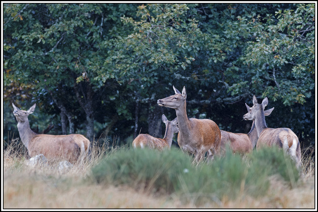 cerf(8616).jpg