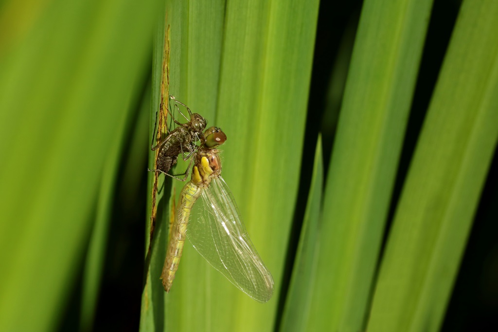 1 IMG_7526X.JPG