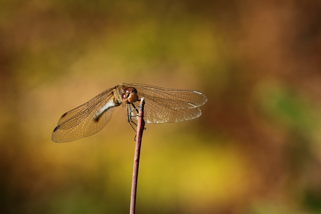10 IMG_5965X.JPG