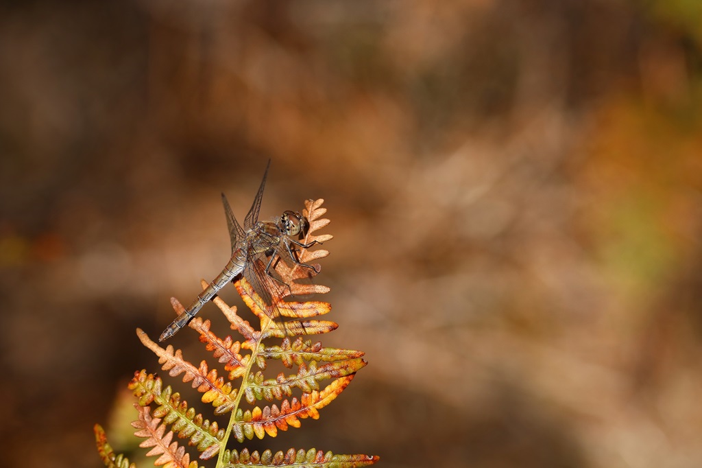 11 IMG_8178X.JPG