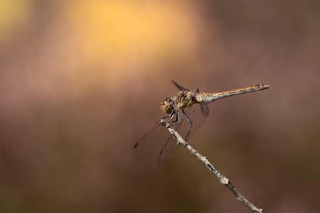 12 IMG_9560X.JPG
