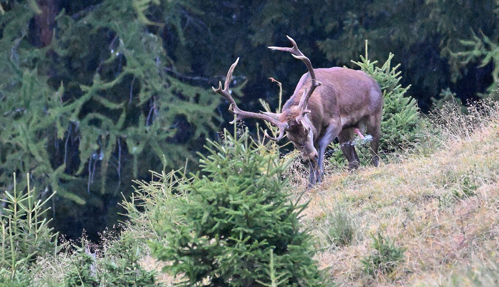 ZSC_8811.jpg