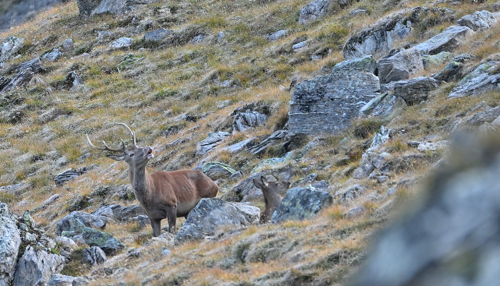 ZSC_8854.jpg