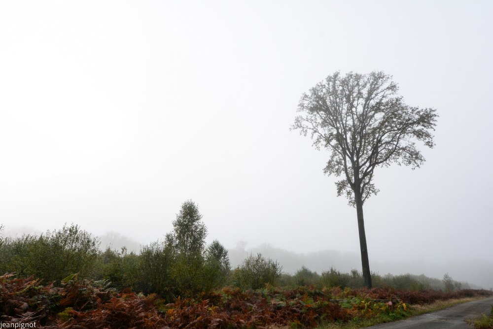 DSC_4391_001DSC_4391.JPG