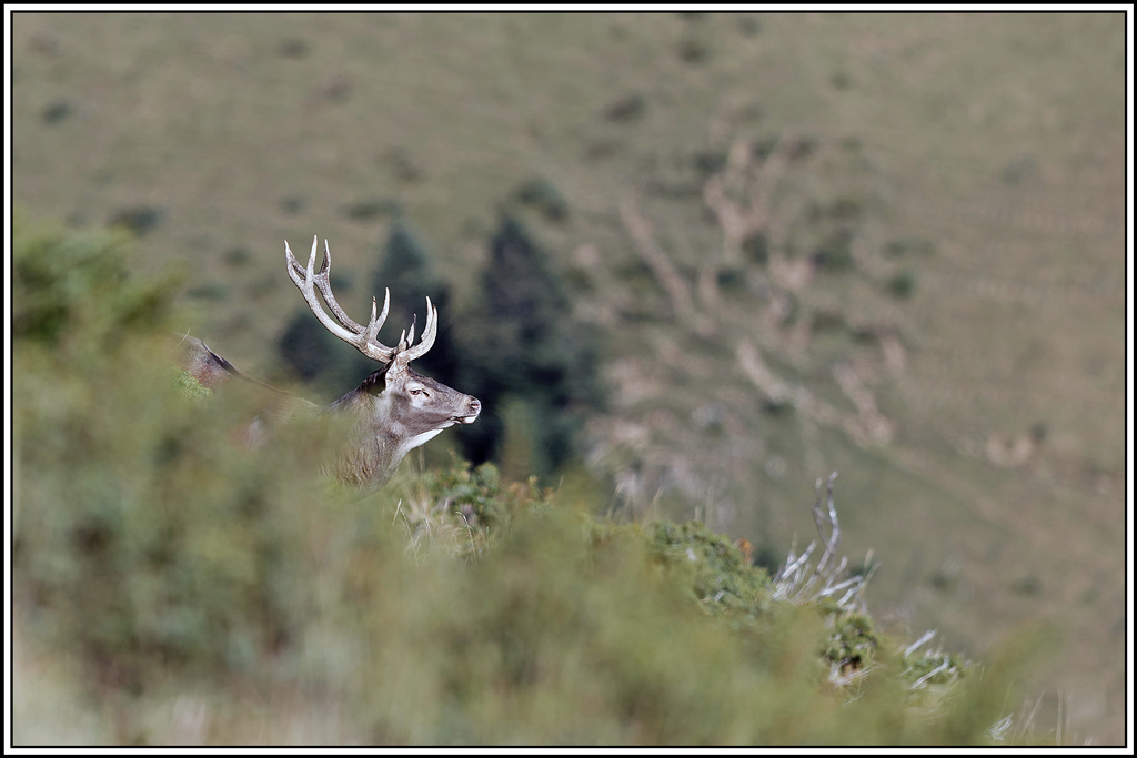 cerf(8617).jpg