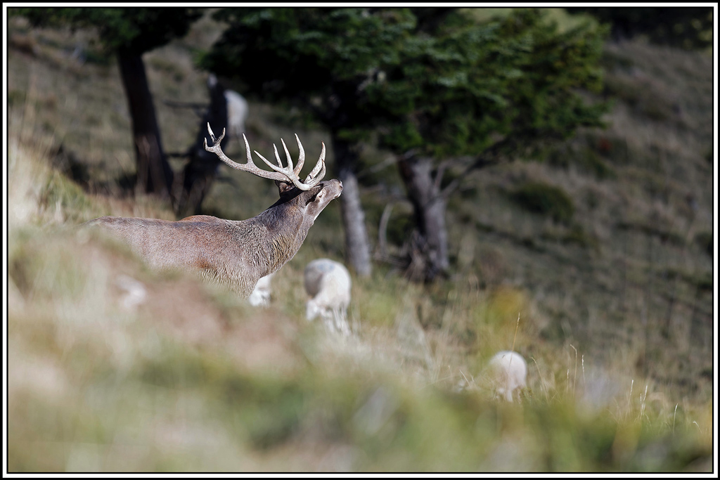 cerf(8625).jpg