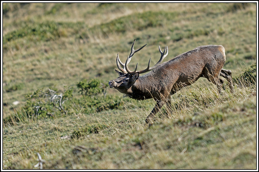 cerf(8655).jpg