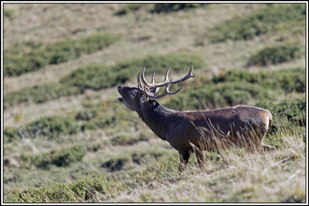 cerf(8635).jpg