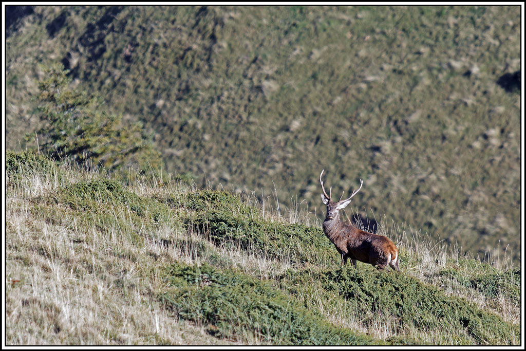 cerf(8659).jpg