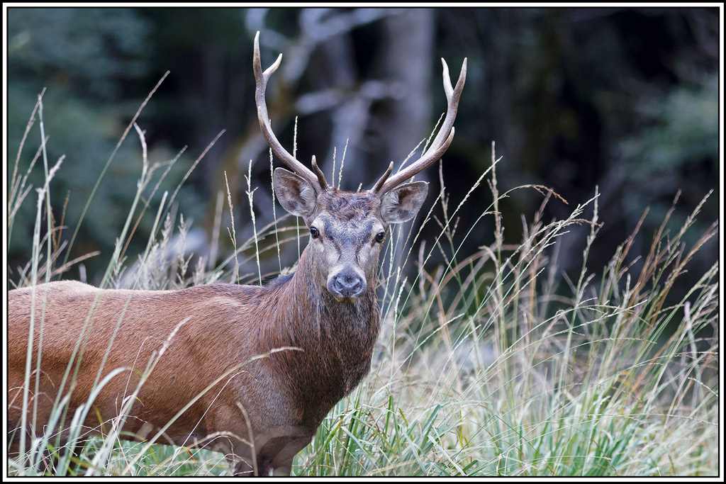 cerf(8751).jpg