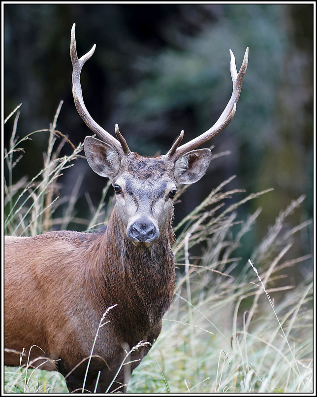 cerf(8754).jpg
