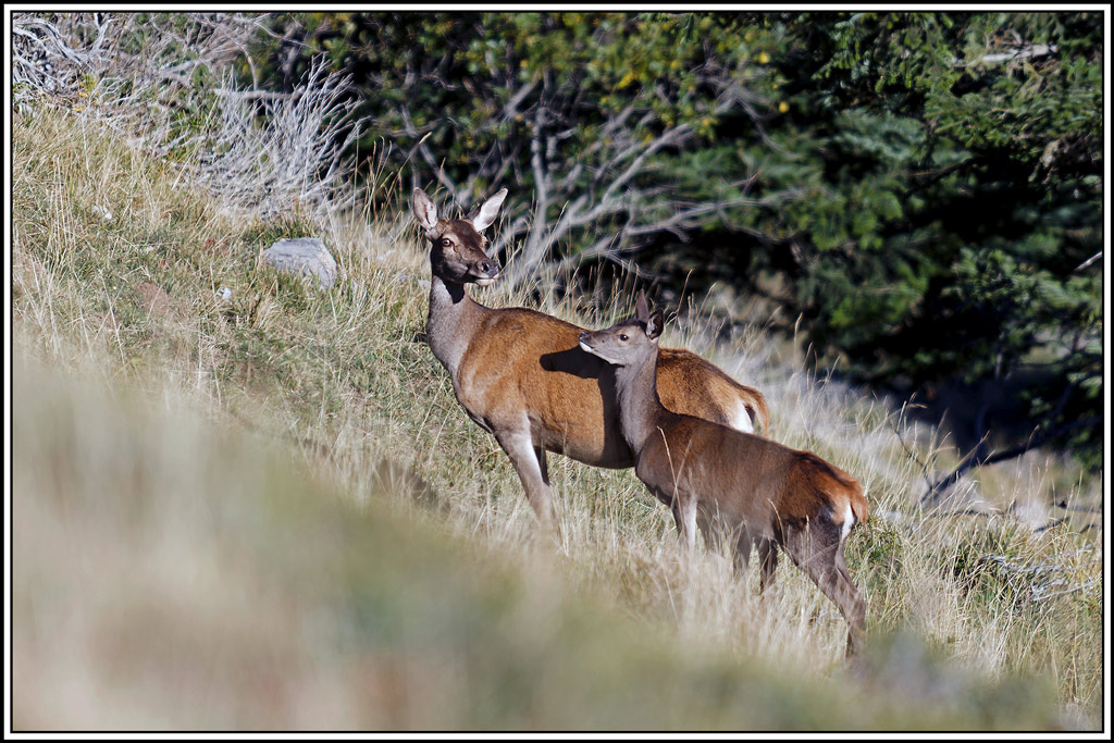 cerf(8663).jpg