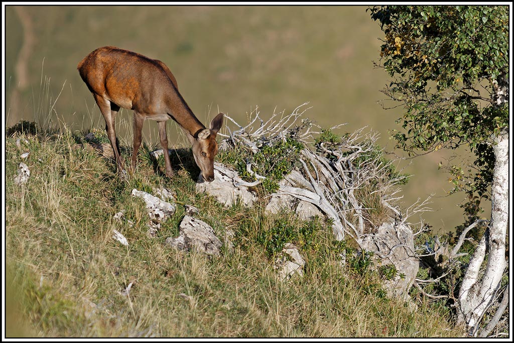 cerf(8726).jpg