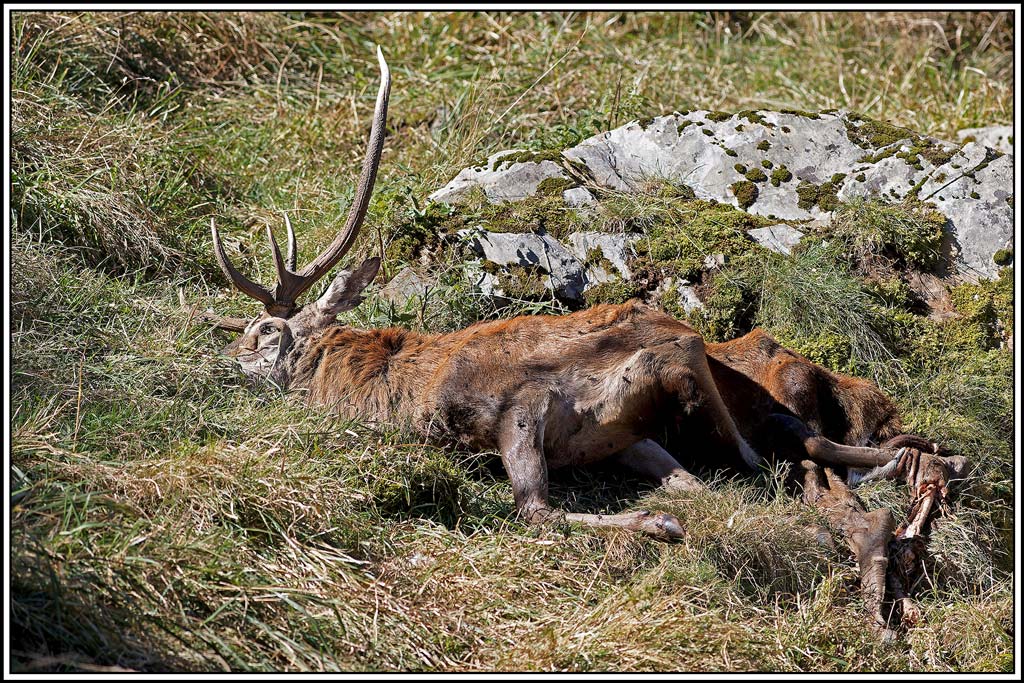 cerf(8739).jpg