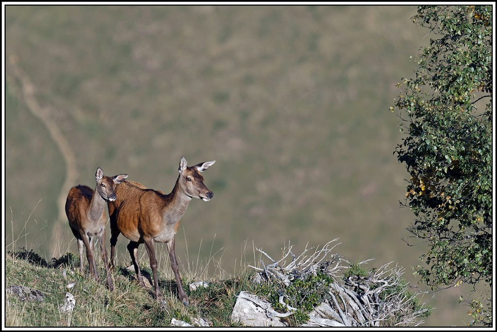 cerf(8701).jpg
