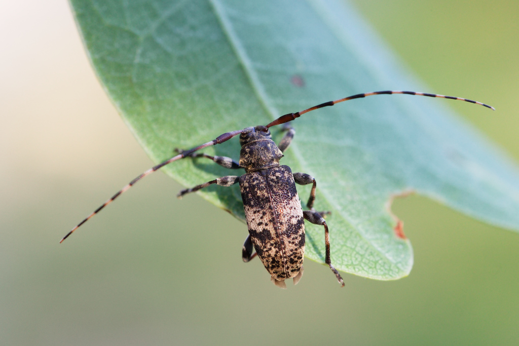 Leiopus linnei4.jpg