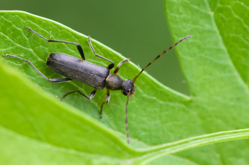 Grammoptera ruficornis1.jpg