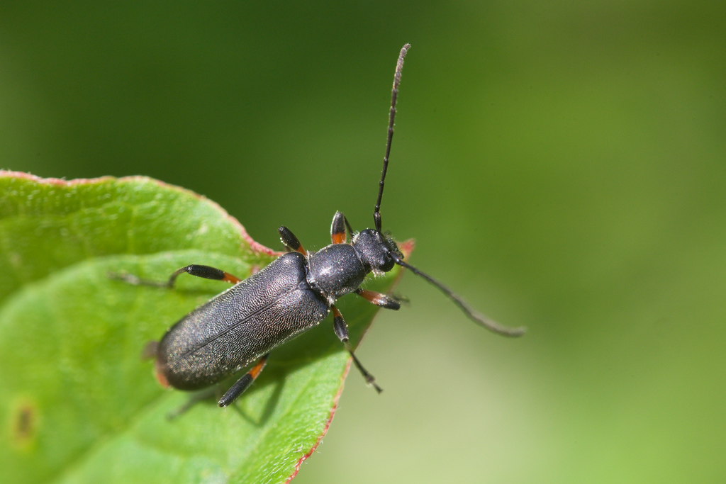 GrAMmOpTera abdominaliS1.jpg