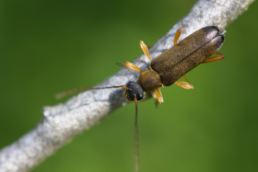 gRammoptera ustulata4.jpg