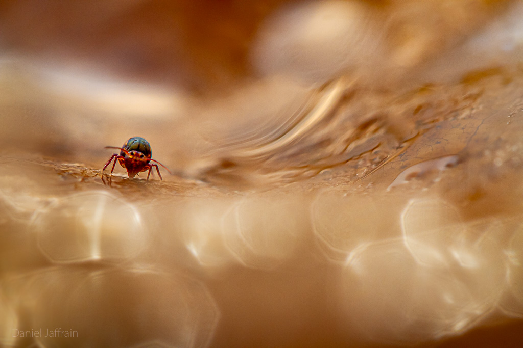 Image et Nature-1-90.jpg