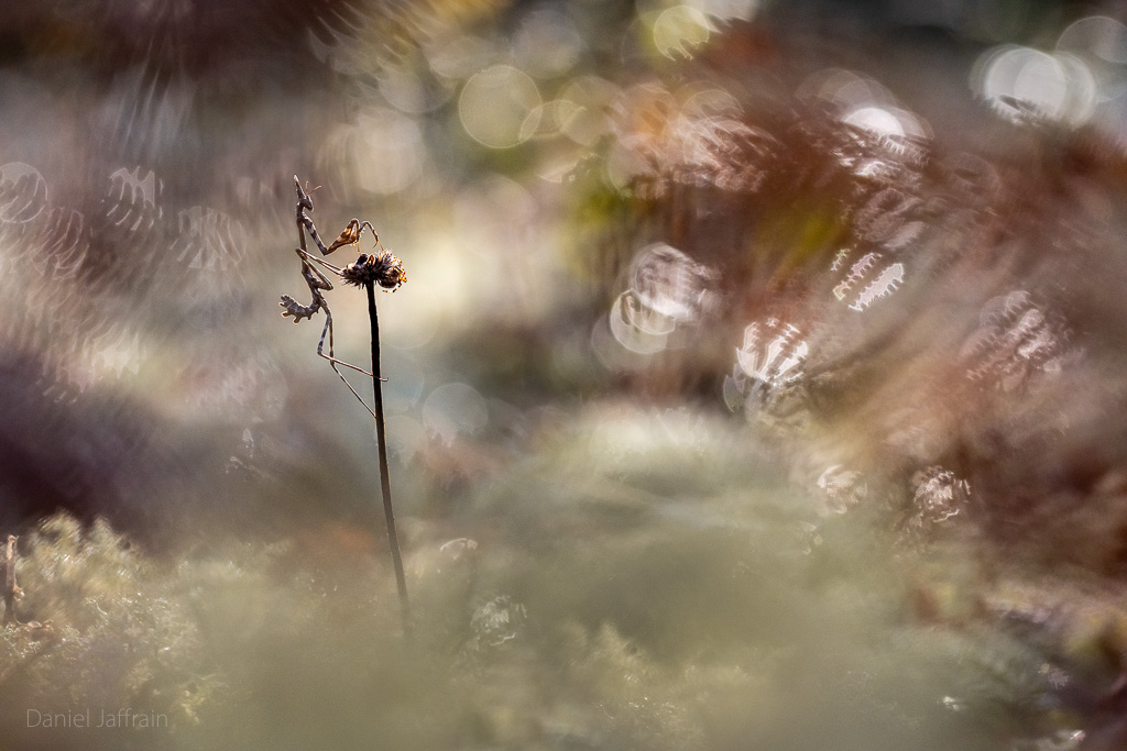 Image et Nature-1-91.jpg