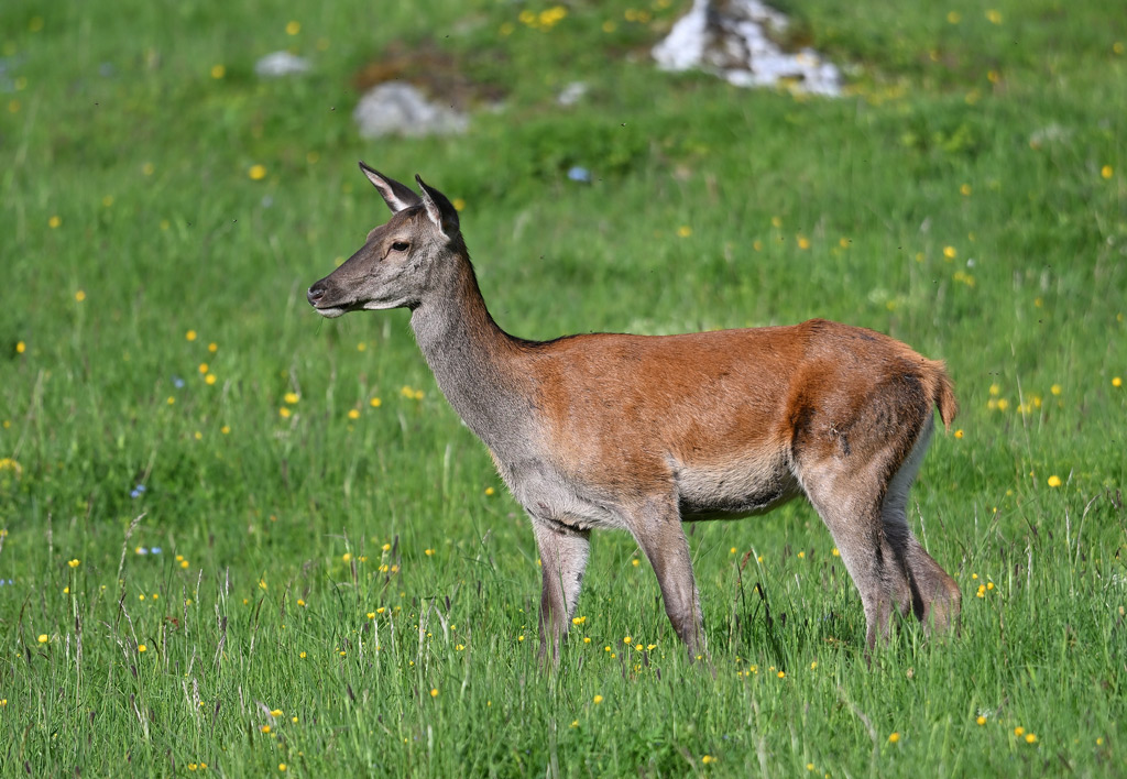 ZSC_4923.jpg