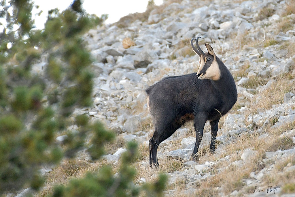 DSC_4042IN.jpg