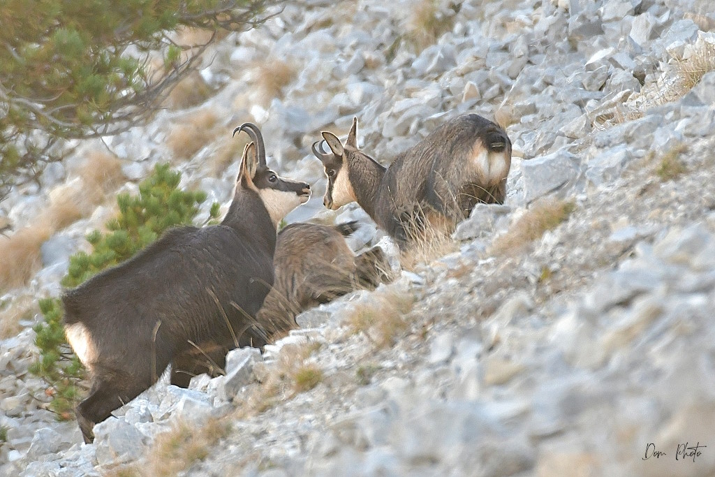DSC_4034IN.jpg