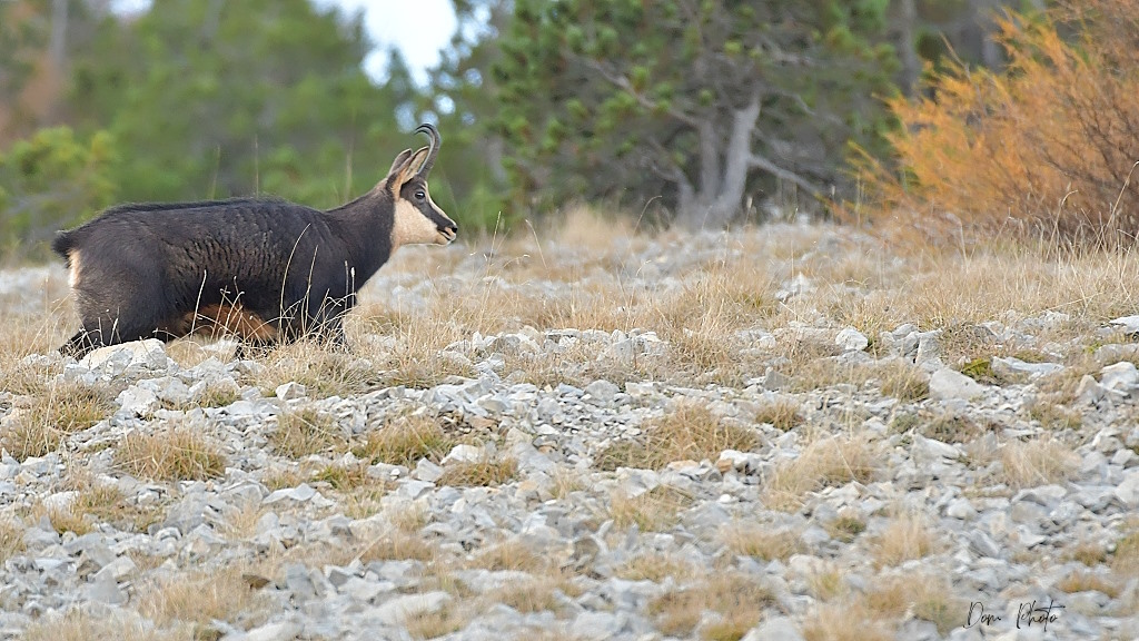 DSC_4045IN.jpg