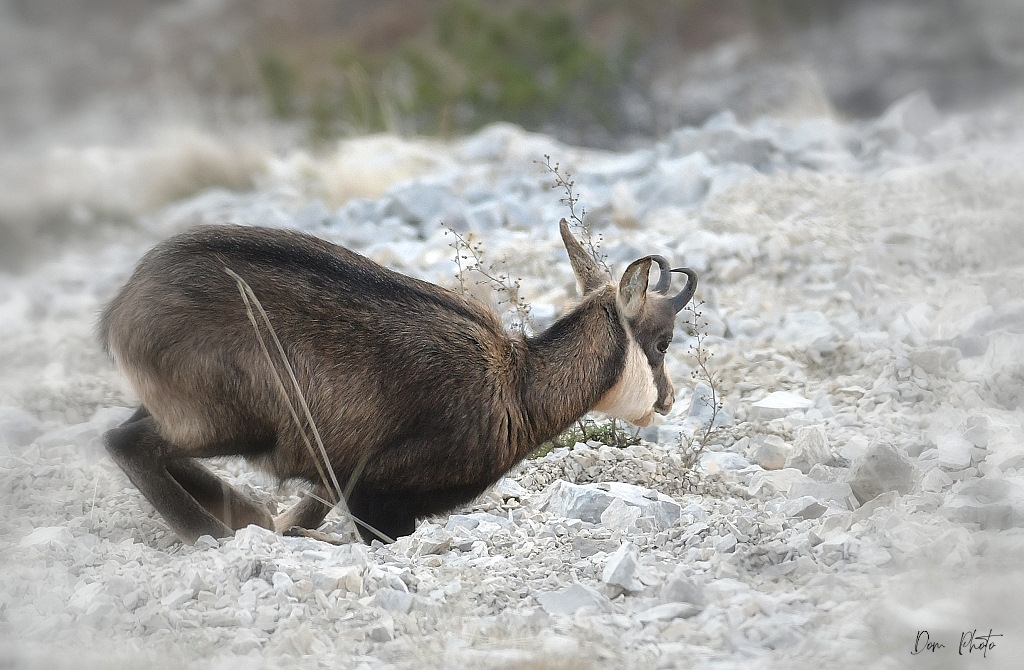 DSC_4067IN.jpg