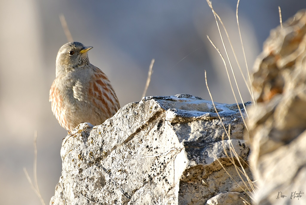 DSC_4072IN.jpg