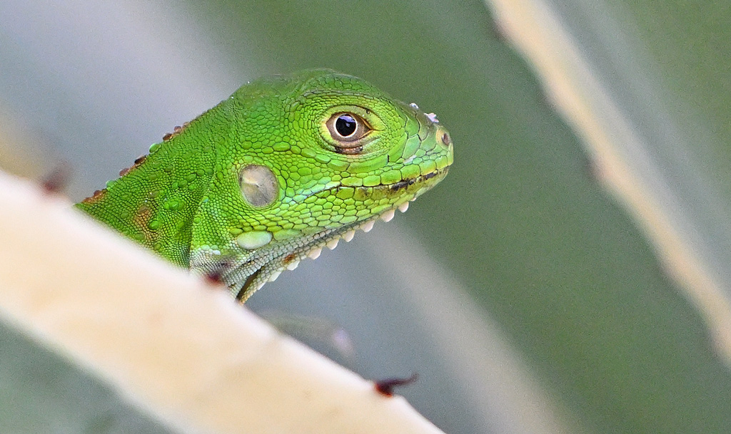 ZSC_7652.jpg