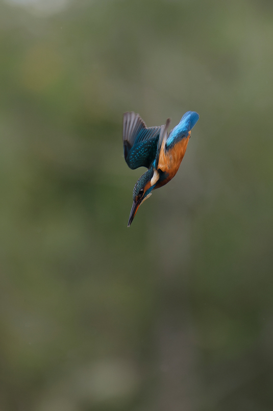 le plongeon.jpg
