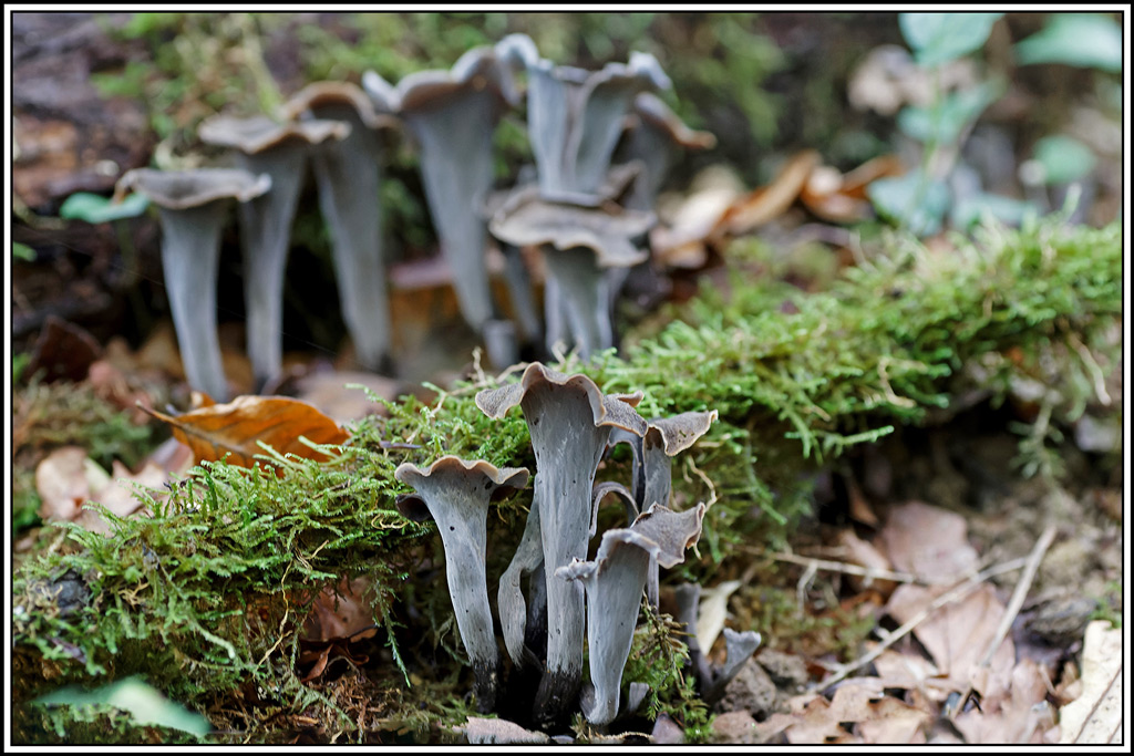 champignon(800)Trompettes_des_morts(Craterellus_cornucopioides).jpg